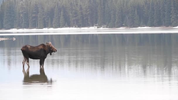 Moose in the Canadian Rocky Mountains - Footage, Video