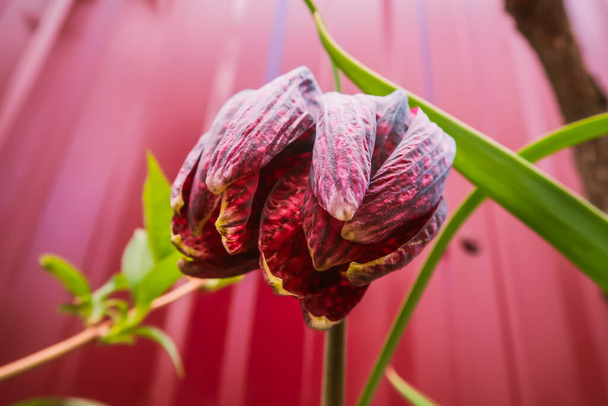 Close-up van tulp in de tuin met wazige achtergrond - Foto, afbeelding