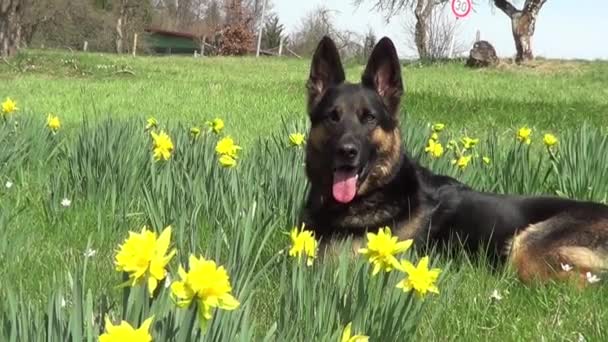 Προσεκτική γερμανική Shepard σκυλί στο λιβάδι μεταξύ κίτρινα λουλούδια - Πλάνα, βίντεο