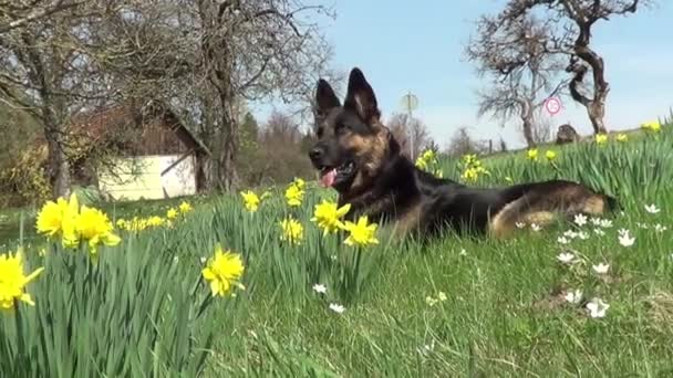Attentive German Shepard dog on meadow between yellow flowers - Footage, Video