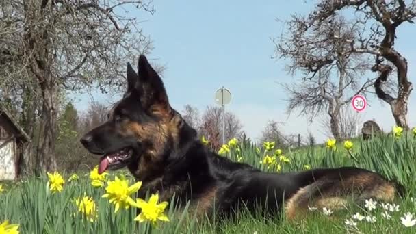 Uważny Owczarek niemiecki na łące między żółtymi kwiatami - Materiał filmowy, wideo