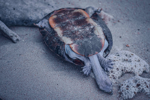 Cadáver muerto de tortuga bombardeada en una playa al revés, tortuga terrestre ahogada en agua de mar y acabada muerta. - Foto, Imagen