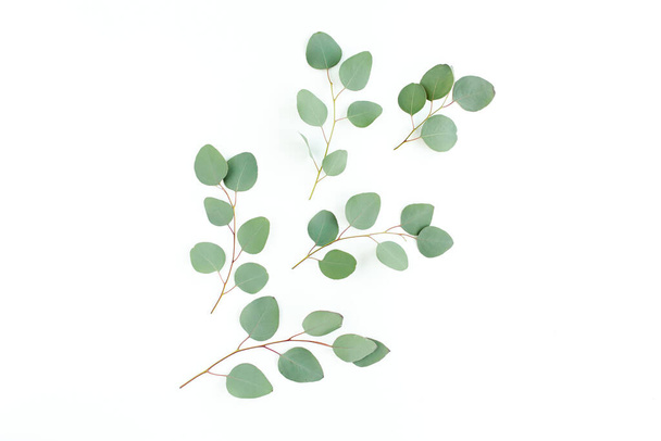 Green leaves eucalyptus isolated on white background. - Foto, imagen