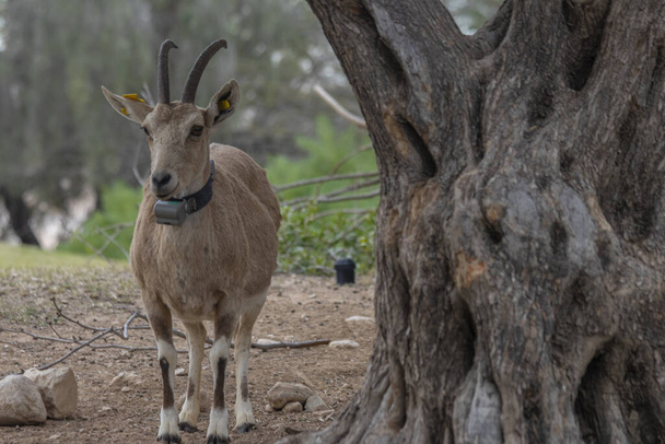 Nubian dağ keçisi ("Capra nubiana"), Afrika 'nın kuzeydoğusunda ve Orta Doğu' nun dağlık kesimlerinde yaşayan bir keçi türüdür.. - Fotoğraf, Görsel