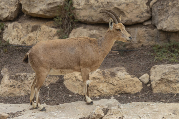 Το Nubian ibex (Capra nubiana) είναι ένα είδος τράγου που κατοικεί στην έρημο και βρίσκεται σε ορεινές περιοχές της βόρειας και βορειοανατολικής Αφρικής και της Μέσης Ανατολής.. - Φωτογραφία, εικόνα