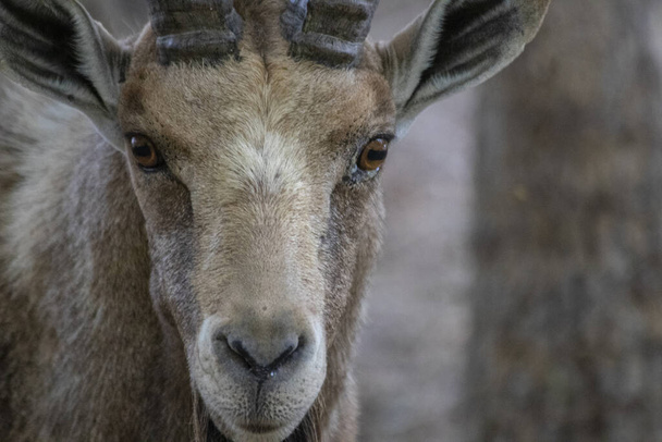Nubian ibex (Capra nubiana) on aavikolla elävä vuohilaji, jota esiintyy Pohjois- ja Koillis-Afrikan vuoristoalueilla ja Lähi-idässä.. - Valokuva, kuva
