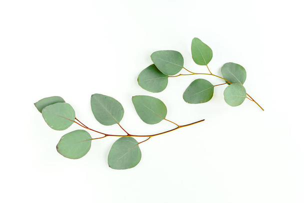 Πράσινα φύλλα ευκαλύπτου απομονωμένα σε λευκό φόντο. - Φωτογραφία, εικόνα