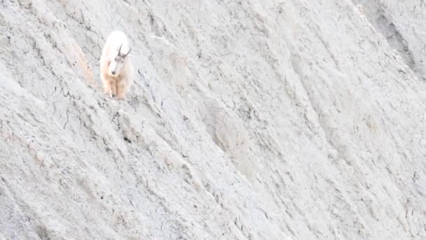 Ορεινή κατσίκα στην άγρια φύση - Πλάνα, βίντεο