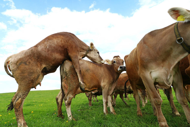 Krowa mleczna ujeżdżająca inną krowę na pastwisku - Zdjęcie, obraz