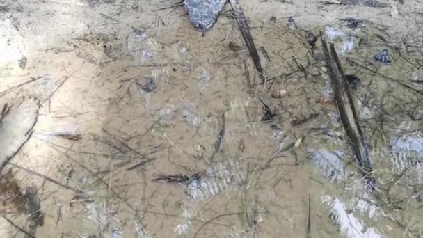 Έντομο υδατοσυλλέκτη στην επιφάνεια του κρυστάλλινου νερού - Πλάνα, βίντεο