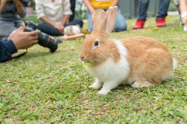 Крупним планом маленький біло-коричневий кролик, що сидить на свіжому зеленому фоні трави з камерою
. - Фото, зображення