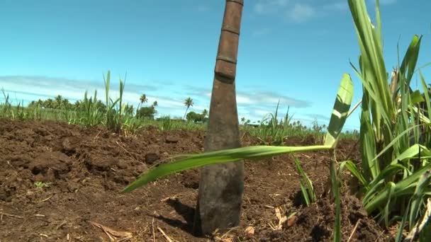 Travaux en cours dans les champs de canne à sucre - Séquence, vidéo