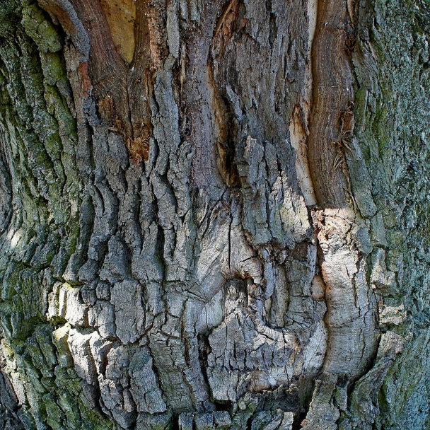 wzory kory na drzewie starożytnego dębu - Zdjęcie, obraz