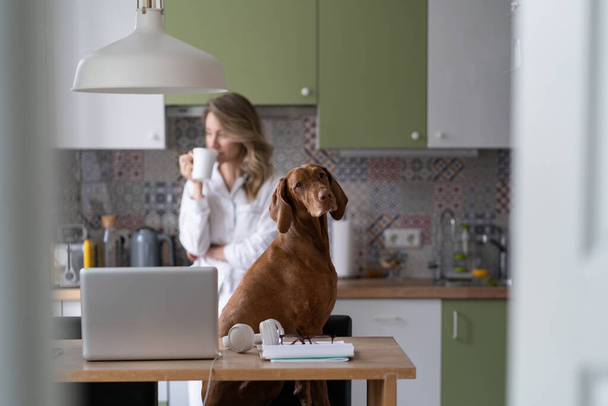 Размытая женщина в пижаме смотрит в окно, пьет чай дома, собака смотрит в камеру - Фото, изображение