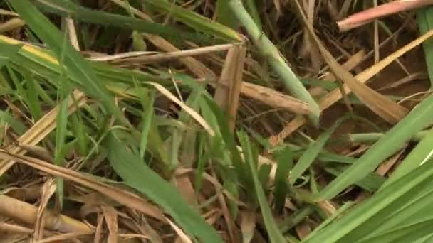 Um agricultor trabalhador colheita de cana-de-açúcar - Filmagem, Vídeo