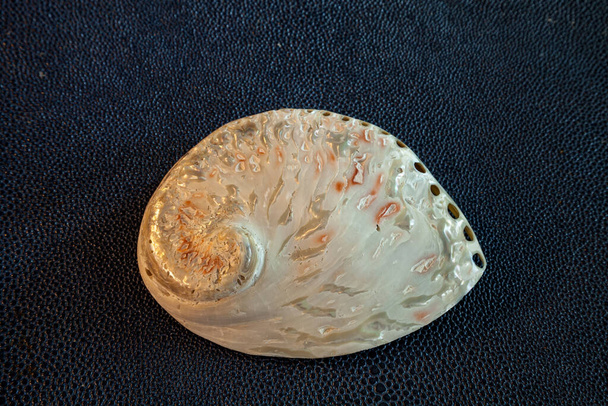 Perla guscio abalone bianco Haliotis asinina su uno sfondo strutturato. - Foto, immagini