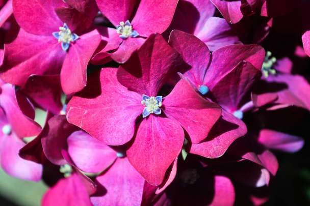 Macro de rosa escuro hortênsia housplant flores - Foto, Imagem