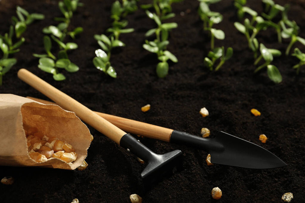 Gardening tools, corn seeds and vegetable seedlings in fertile soil - Foto, imagen