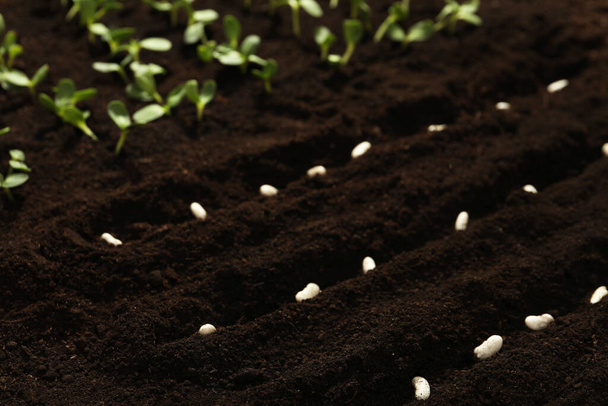White beans in fertile soil. Vegetable seeds - Photo, Image