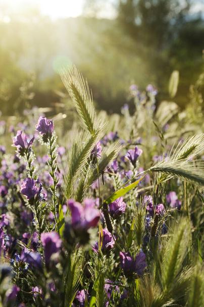 Dziki kolec i kwiaty w pełnym wiosennym słońcu - Zdjęcie, obraz