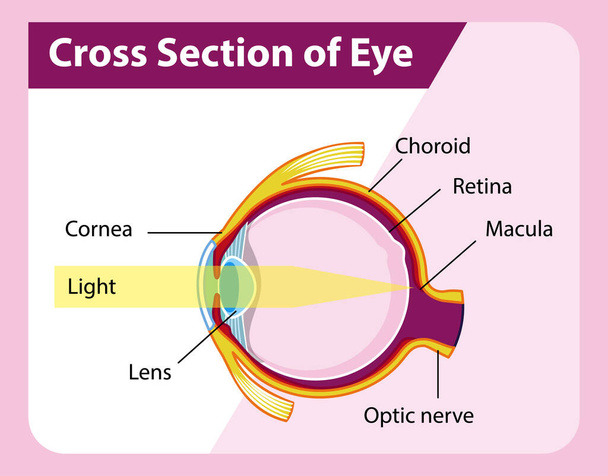 Anatomía ocular humana con sección transversal del diagrama ocular ilustración - Vector, Imagen