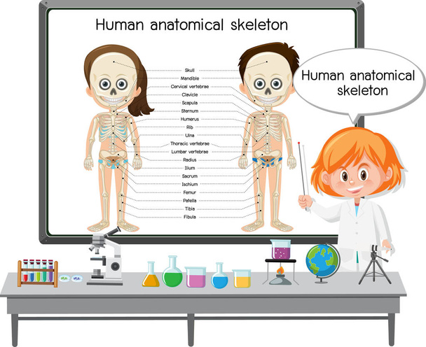 Joven médico explicando la ilustración del esqueleto anatómico humano - Vector, Imagen