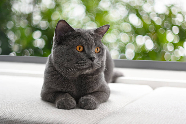Brit gyorsírás macska, kék-szürke színű, narancssárga szemekkel. Ülj le és pihenj a sötét kanapén. 2 év, ül és pihen a nappaliban háttér egy kert bokeh. - Fotó, kép