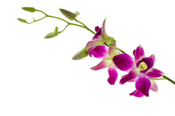 Орхидея изолированный белый фон
 - Фото, изображение