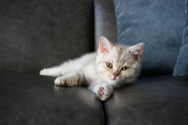 Brytyjski krotkie kocięta, odcienie srebra-szary, Jest senny i leży na ciemnoszarej kanapie w domu, ładna twarz i dobrej linii krwi. - Zdjęcie, obraz