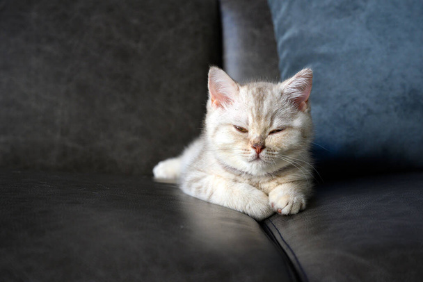 Brytyjskie kociaki, odcienie srebra-szarości, leżące na ciemnoszarej sofie w domu, zamykające oczy i śpiąca ładna twarz i dobra linia krwi. - Zdjęcie, obraz
