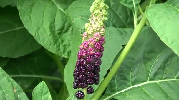 Exotická rostlina Phytolacca americana v zahradě a větru - Záběry, video