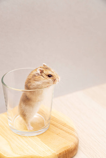 Mazlíček, roztomilý trpasličí křeček vlezl do sklenice. Vtipný dzungarianský křeček. - Fotografie, Obrázek