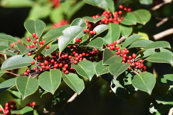 Arbre à feuilles persistantes Ilex rotunda berries / Aquifoliaceae - Photo, image