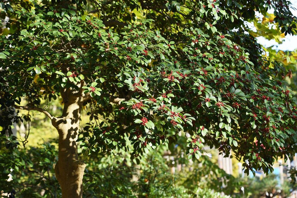 Bagas de Ilex rotunda / Aquifoliaceae árvore sempre verde - Foto, Imagem