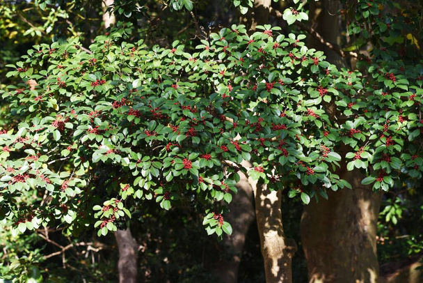 Bacche di Ilex rotunda / Aquifoliaceae albero sempreverde - Foto, immagini