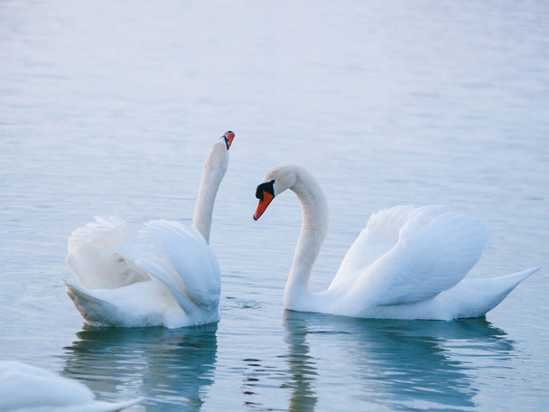Білі лебеді на озері взимку, кохання, чоловік і дружина, пари, партнери, рідкісні, дикі птахи з півночі мігрують на захід на зиму
 - Фото, зображення