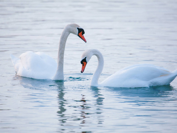 Белые лебеди на озере зимой - Фото, изображение