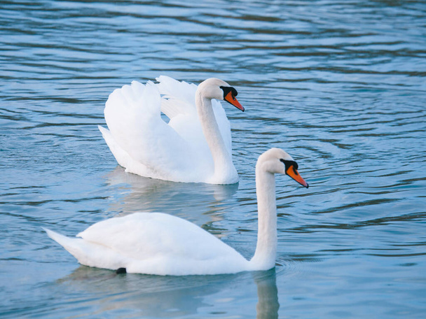 Cigni bianchi sul lago in inverno - Foto, immagini