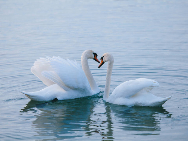 Cisnes blancos en el lago en invierno - Foto, Imagen