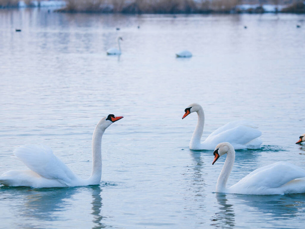 Cigni bianchi sul lago in inverno - Foto, immagini