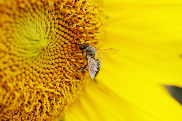 L'ape prende il polline
 - Foto, immagini