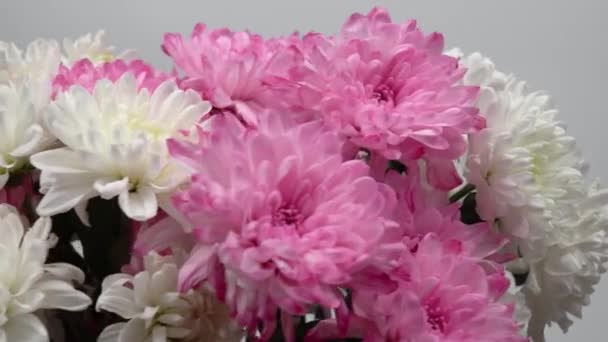 美しい花の花束。3月8日の国際女性デーのための繊細な菊。バレンタインデー2月14日プレゼント. - 映像、動画