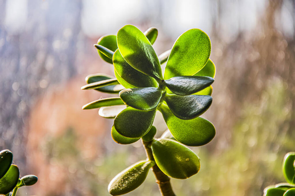The evergreen plant on the window close up - Zdjęcie, obraz