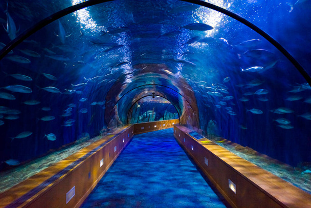 VALENCIA, SPAIN - SEPTEMBER 18. 2019: underwater corridor at the Oceanagraphic Valencia - Фото, изображение