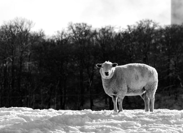 Одинокие овцы смотрят прямо в камеру - Фото, изображение