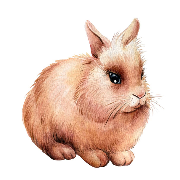 Beyaz izole edilmiş arka planda tavşan, suluboya çizimi - Fotoğraf, Görsel