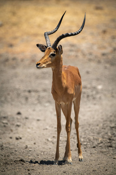 Muž obecný impala stojící na skalnaté půdě - Fotografie, Obrázek