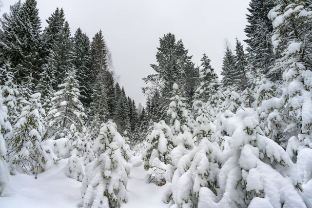 Snow-covered fir trees in the mountains. Winter cloudy day and caps of white snow on the branches of trees after heavy snowfall. Hiking in the winter forest  - Photo, Image