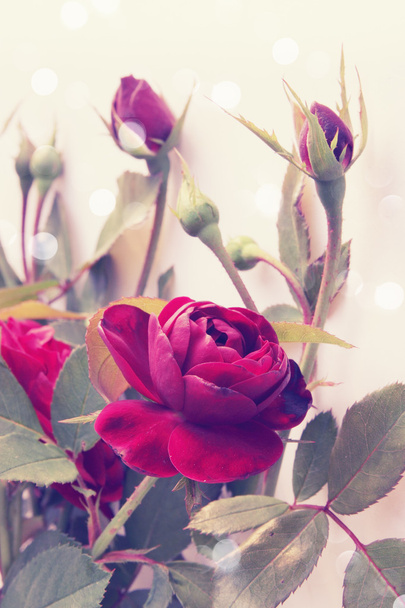Vintage ruusut
 - Valokuva, kuva