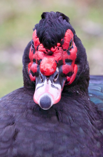 Ugly muscovy duck - Photo, Image
